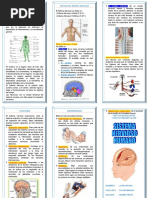 El Sistema Nervioso Triptico PDF