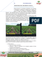 Altas Dosis de Nitrogeno Incrementan La Absorcion de Micronutrientes