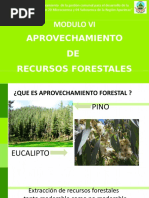 Aprovechamiento Forestal