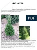 Arbori Si Arbusti Coniferi