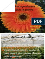 Green-House Production Technology of Gerbera