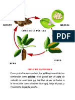 Ciclo de La Polilla