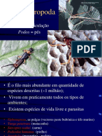 10 Filo Arthropoda