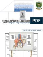 Aula 8 Membros Inferiores Vascularização