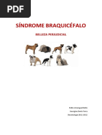 BRAQUICEFALIA