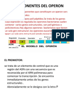 Componentes Del Operon