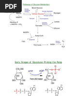 Pathways of Glucose Metabolism: Blood Glucose Rna & Dna