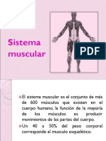 Sistema Muscular