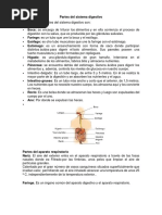 Parres Del Sistema Digestivo