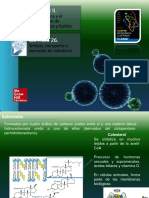 Bioenergética