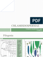 CHLAMISDOSPERMAE