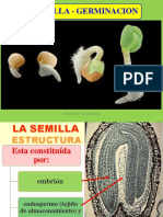 01 Germinacion