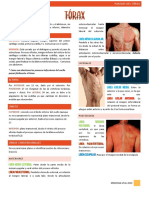 Resumen Paredes Del Torax