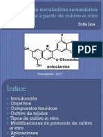 Producción de Metabolitos Secundarios A Partir de Cultivo in Vitro