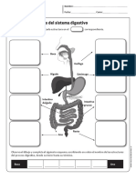 Guia Sistema Digestivo PDF