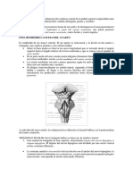  Tercer y Cuarto Ventriculo Cerebral