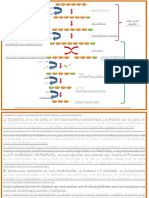 Esquema de La Glucólisis - Copia-1