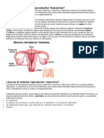 Qué Es El Sistema Reproductor Femenino