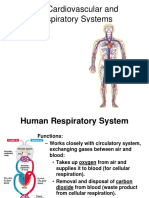 Cardiovascular and Respiratory System