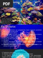 Cnidarios