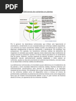 Deficiencias de Nutrientes en Las Plantas