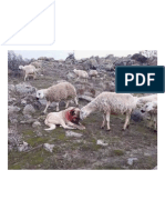 A Sheep Showing Gratitude To The Dog That Saved Him From A Wolf Attack.