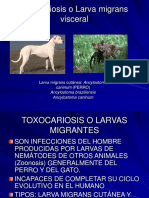 Clase de Toxocariosis 2