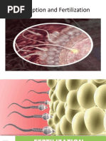 Fertilization Manju