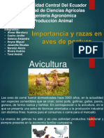 Razas de Gallinas Produccion