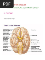 NEET PG Anatomy Images