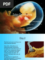 Fetus Developing: Teacher: Carlos Montenegro Grade: 2 º A