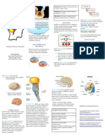 Cerebro Triuno