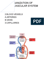 Physiology - Cardiovascular Sys.