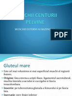 Muschii Centurii Pelvine