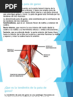 Tendinitis Pata de Ganzo