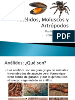 Anélidos, Moluscos y Artrópodos