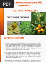 Cultivo de Cocona