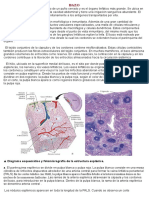 Linfoide 2. Teórico 13 PDF