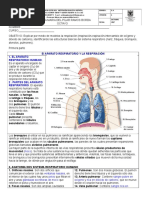 Sistema Respiratorio