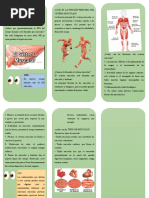 Qué Es El Sistema Muscular