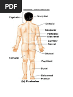 Posterior Body Landmarks Filled in