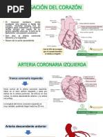 Irrigación Del Corazón