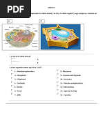 Anexo de Celula