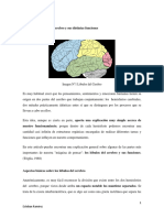 Los Lóbulos Del Cerebro y Sus Distintas Funciones