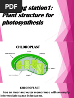 Learning Station1: Plant Structure For Photosynthesis