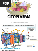 Citoplasma