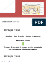 Bioquímica - Aula 10 - Cadeia Respiratória