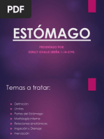 Anatomia Del Estomago