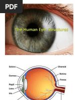 The Human Eye Powerpoint Notes