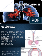 Sistema Respiratorio (Vias Inferiores)